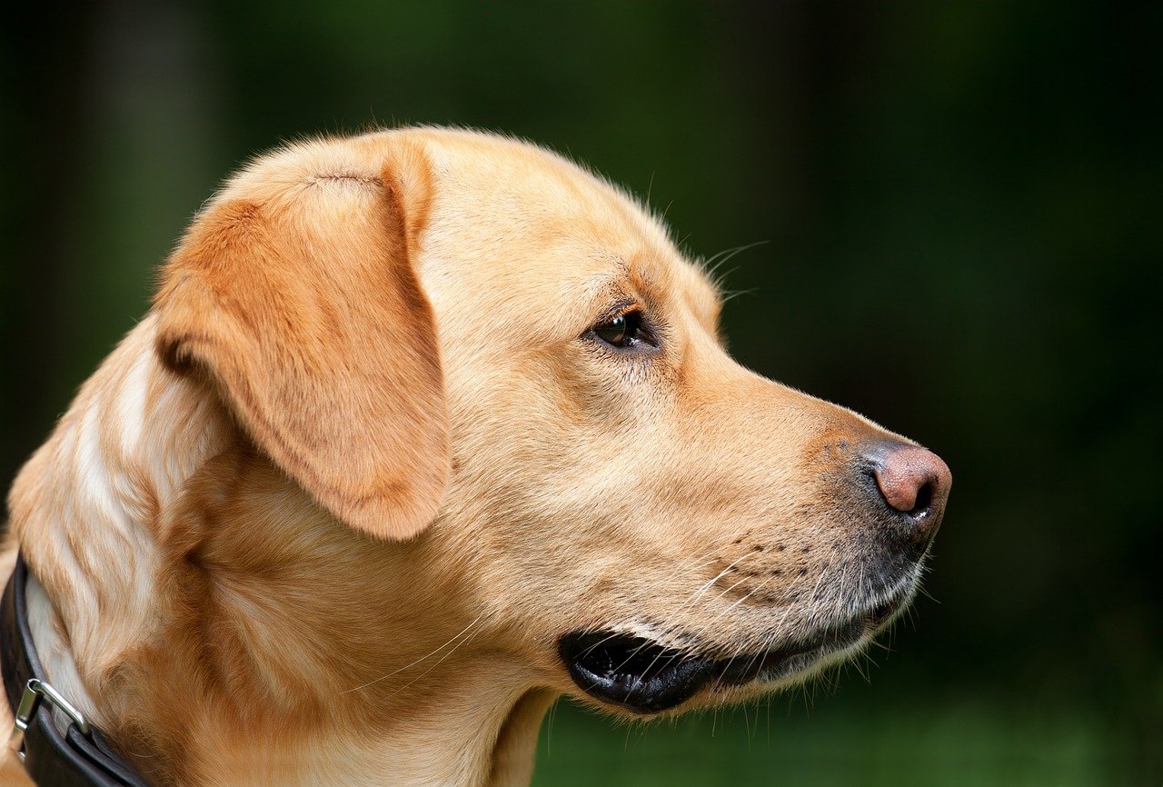 Monitorujemy wagę Labradora